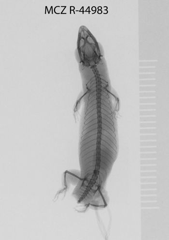 Media type: image;   Herpetology R-44983